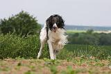 BARZOI 093